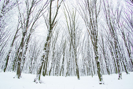 冬季森林 白色的 树木 冰 户外的 山 云 树 寒冷的图片