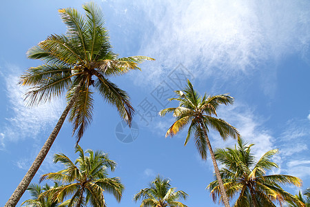 棕榈树 植物学 风景 巴西 南美洲 热带 晴天 蓝色的 户外 自然图片