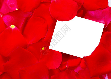 花瓣花朵玫瑰 浪漫 花束 自然 卡片 礼物 脆弱性 假期背景图片