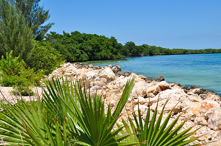 海滨 有岩石 树木和棕榈叶图片