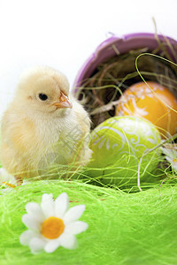 复活节鸡 假日概念 复活节彩蛋 柔软的 年轻的 可爱的 有趣的 假期图片