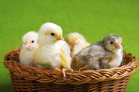 复活节鸡 假日概念 毛皮 耳朵 可爱的 复活节彩蛋 柔软的图片