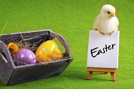 复活节鸡 假日概念 宠物 春天 彩蛋 垂耳 有趣的 复活节彩蛋图片
