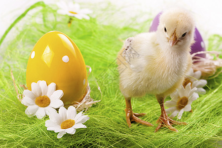 复活节鸡 假日概念 复活节彩蛋 复活节兔子 草地 假期 柔软的 可爱的图片