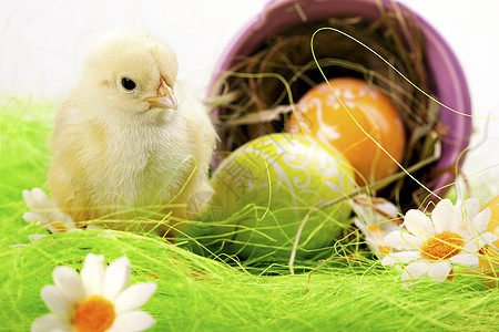 复活节鸡 假日概念 假期 毛皮 彩蛋 自然 柔软的图片