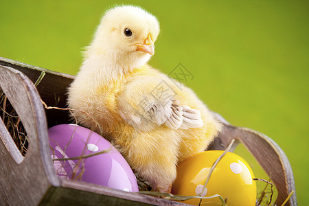 复活节鸡 假日概念 复活节彩蛋 假期 自然 绿色的 年轻的图片
