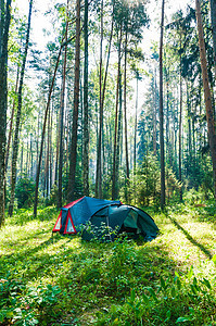上午在林中旅游露营的游客图片