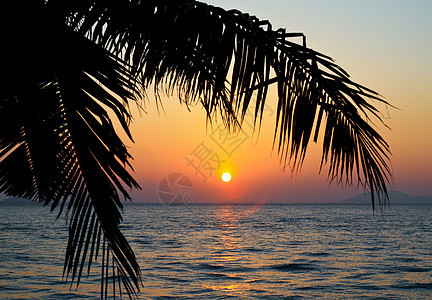 椰树棕榈树在日出时向天空和海面漂浮 海浪 热带图片