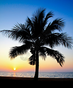 椰树棕榈树在日出时向天摇转图片
