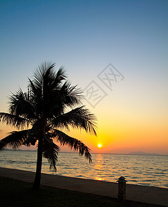 椰树棕榈树在日出时向天空和海面漂浮 夏天 场景图片