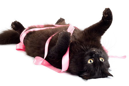 黑猫玩的粉色丝带图片