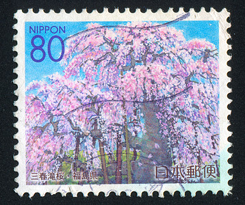 樱桃 自然 信封 明信片 树 花瓣 信 植物学 邮件图片