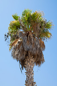 棕榈树 叶子 羽状 热带 耐寒的 假期 云 螺旋图片