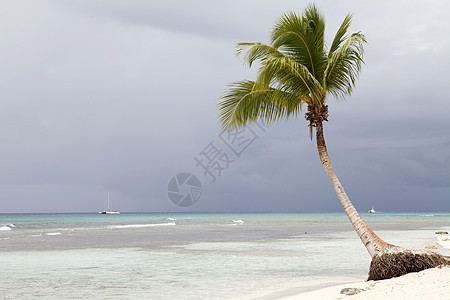 热带海滩上的棕榈树 船 旅游 水 自然背景图片