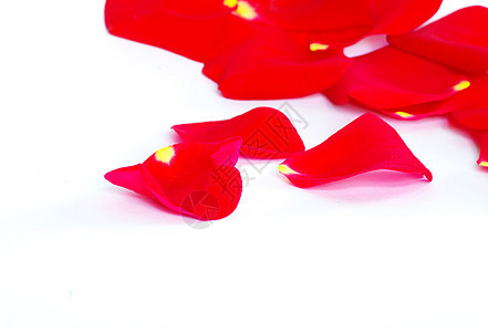 玫瑰花瓣 婚姻 宏观 红色的 庆祝 自然 白色的 柔软的背景图片