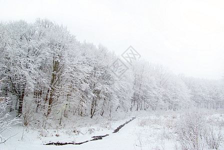 森林 下雪的 绿色的 场景 假期 小路 松树 冰 凉爽的图片