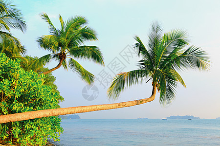 新加坡 沙托萨的树木和景观 岛 天空 清除 假期图片