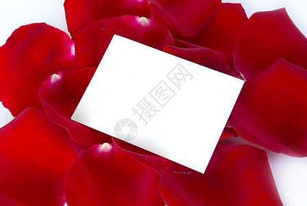 花瓣花朵玫瑰 卡片 情人节 自然 红色的 脆弱性 浪漫背景图片