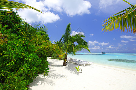 热带热带岛屿 放松 自然 地平线 植物 蓝色的图片