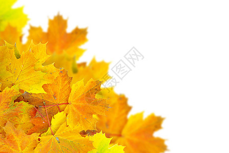 秋叶 框架 季节性的 公园 红色的 秋天的 白色的 自然 美丽 橡木图片