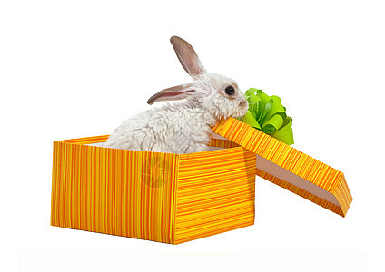 黄盒子里的兔子 丝带 生物 动物 哺乳动物 农场 配种图片