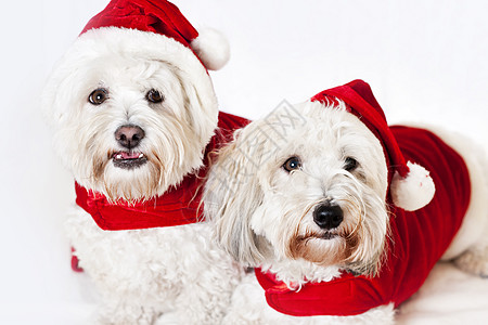两只可爱的狗 穿着圣诞老人服装 帽子 套装 亲爱的图片