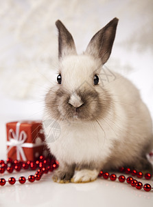 带圣诞兔子 啮齿动物 十二月 哺乳动物 婴儿 假期 快乐的图片