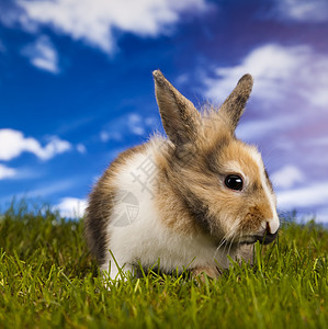 小小兔子 动物 耳朵 绿色的 宠物 快乐可爱 野兔 假期图片