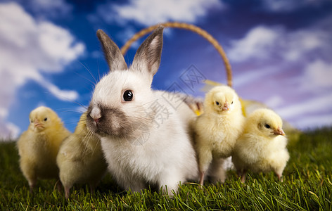 小鸡在兔子中 垂耳 草 宠物 春天 生物 年轻的图片
