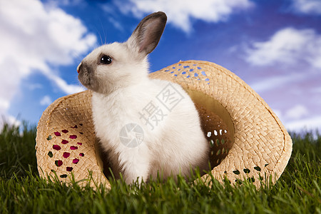 绿色草地的小兔子 毛皮 动物 甜的 假期 复活节 野兔图片