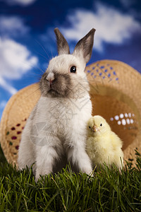 小鸡在兔子中 年轻的 草地 诞生 假期 柔软的 宠物 野兔图片