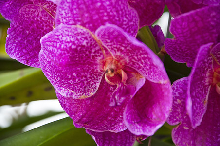 紫兰花 花的 万代兰 假期 开花 自然 植物 干净的 花园图片