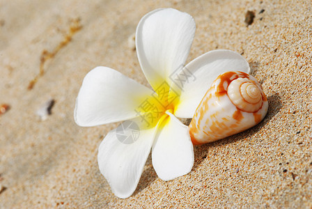沙滩上放壳和花 风景优美的 热带 鱼 自然 太阳 假期 鸡蛋花图片
