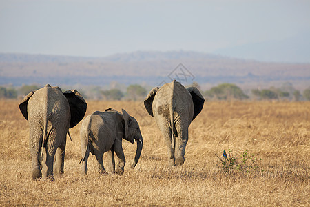 野生大象 户外 野生动物 丛林 衬套 环境图片