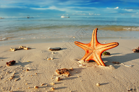 海星在海滩上 旅行 菲律宾 夏天 假期 阳光图片