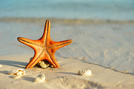 海星在海滩上 自然 海滨 旅行 热带 菲律宾 水图片