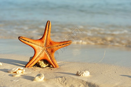 海星在海滩上 海洋 假期 阳光 自然 阿罗那图片