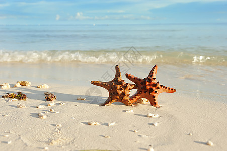 海星在海滩上 海洋 假期 阳光 水 旅行 海滨图片