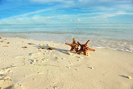 海星在海滩上 水 云 天空 菲律宾 鱼 旅行图片