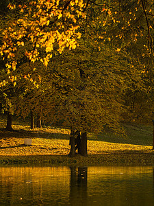 秋季风景 池塘 公园 植物 健康 户外 水 森林 季节图片