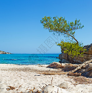 落岩海滩 海滨 树 地平线 夏天 美丽 海景 海上 美丽的图片