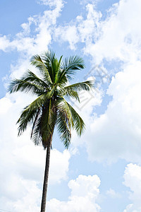 天空上的椰子树 海洋 热的 植物 蓝色的 春天 生活图片