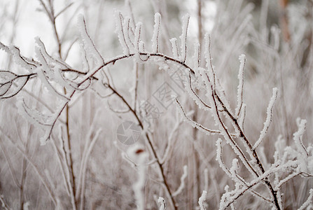 重冰弯曲的树枝图片