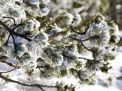 雪雪覆盖的枝叶 荒野 圣诞节 霜 冬天 环境 寒冷的 冻结图片