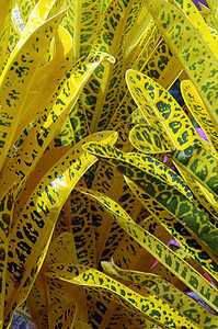 黄氯胺酯 - 共二氮 美丽的 花园 花的 植物 热带图片