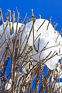 雪树 场景 冬天 森林 火花 树枝 季节 清除 分支机构图片