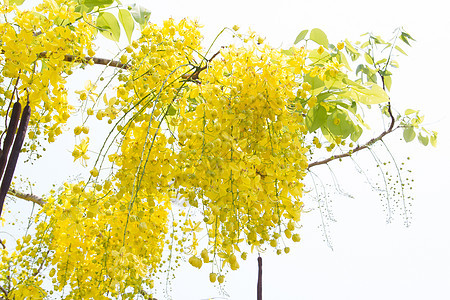 夏天的决明子花 决明子花图片