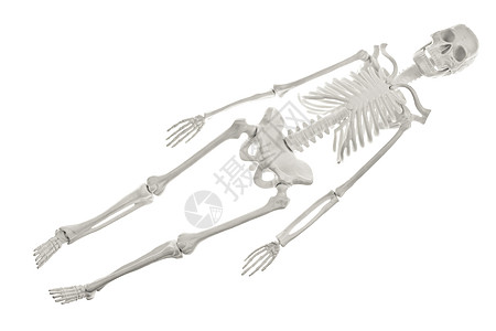 骷髅 假期 横卧的 定居 塑料 颅骨 死亡 骨图片