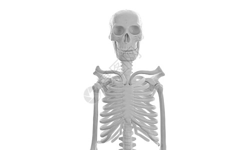 骷髅 死亡 医疗的 万圣节 假期 白色的 生活 骨骼图片