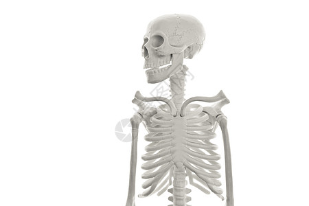 骷髅 塑料 颅骨 生活 生物学 万圣节 骨 医疗的图片